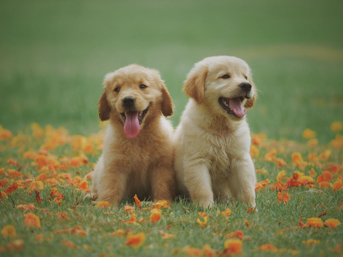 Golden retriever using a snuffle mat