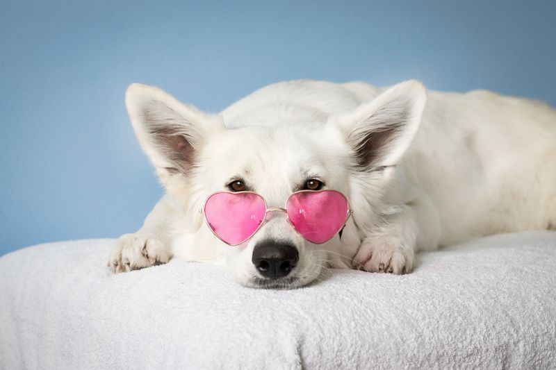 Calm dog sleeping in cozy bed
