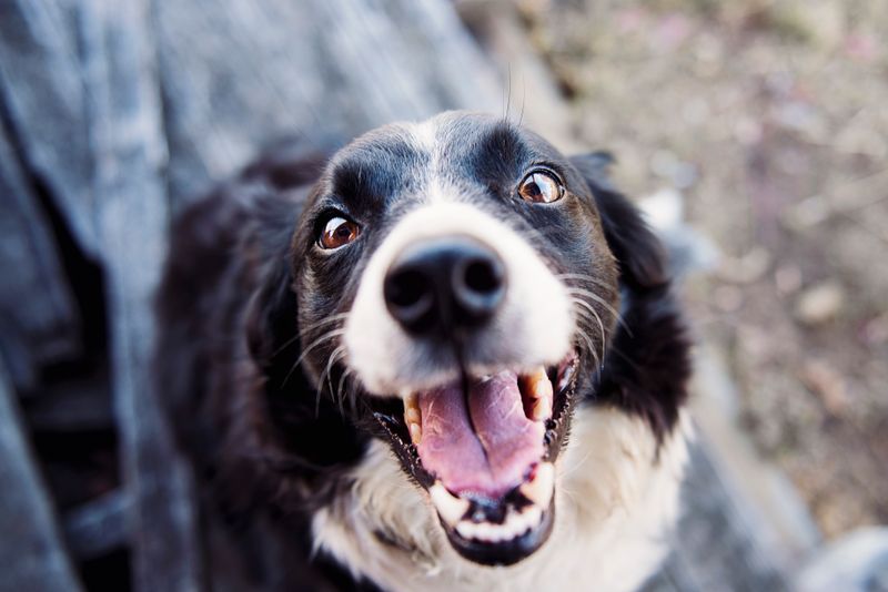 Dog walking on leash with harness