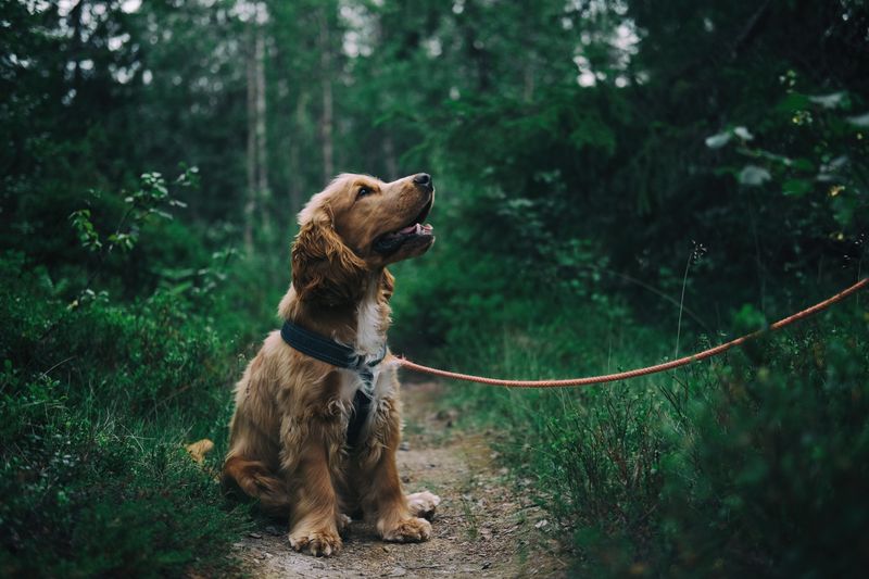 Dog on leash enjoying a walk outdoors - Snug Mutt Travel & Walks collection