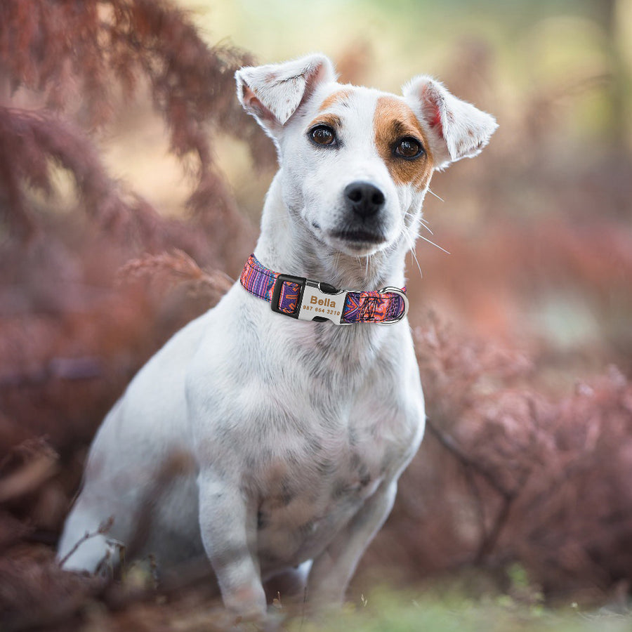 Custom Engraved Dog Collar with Name & ID Tag